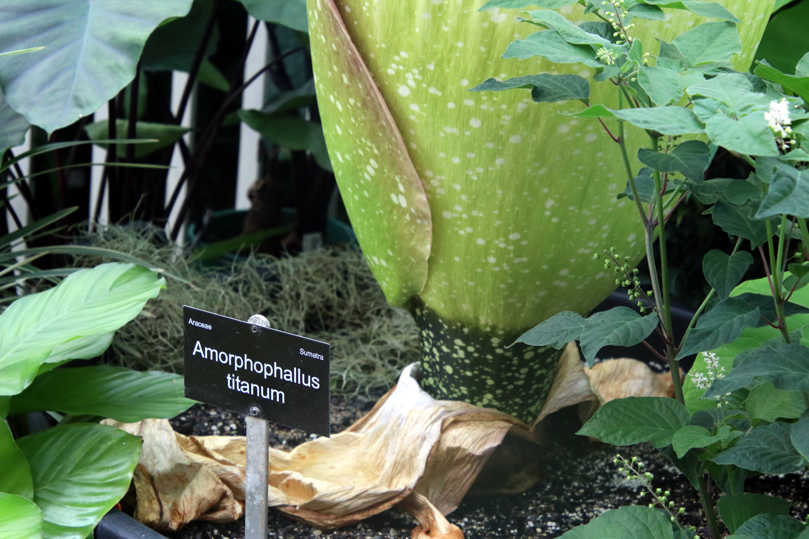 2018 02 06 CorpseFlower 2163